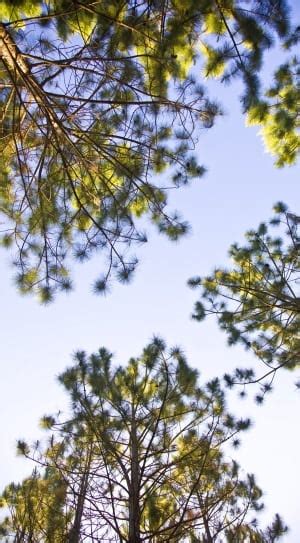 Green Pine Tree Leaves Free Image Peakpx