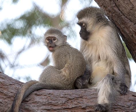 A Lucky Monkeys Tale San Diego Zoo Kids