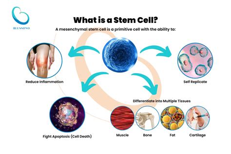 5 Ways Stem Cell Therapy Is Revolutionizing Medicine Blessono