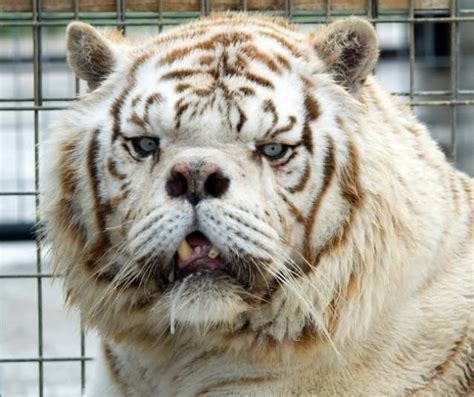 Kenny is a white tiger who has down syndrome. This is Kenny, the tiger with Down's Syndrome : pics