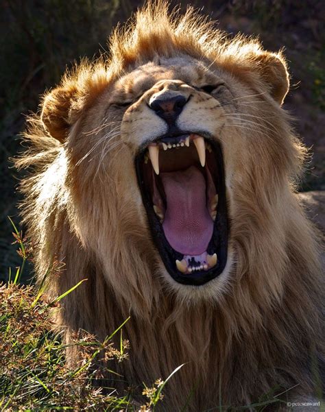 Bághdis Tyllèth Syèr Lion Mouth Open Majestic Animals Animals