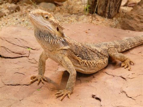 The Definitive Guide To Bearded Dragon Care Kritter Care 101