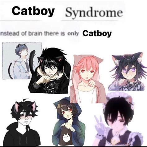 Pinterest Ironic Memes Catboy Funny Memes