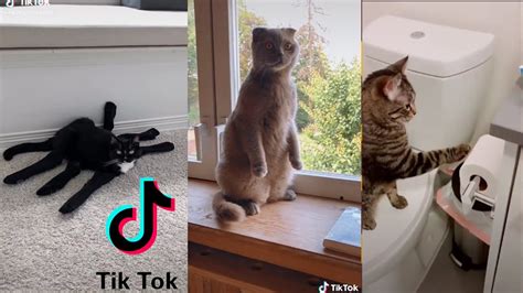 Tik Tok Cats Funny And Cute Cats Video Compilation 2 Youtube