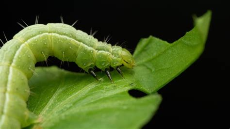 A Handy Guide To Green Caterpillars Interesting Animals