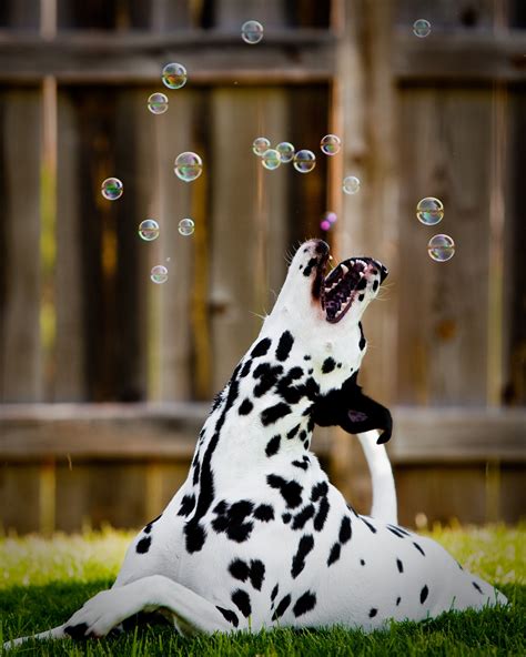 Dalmatian Catching Bubbles So Freaking Happy Baby Dogs