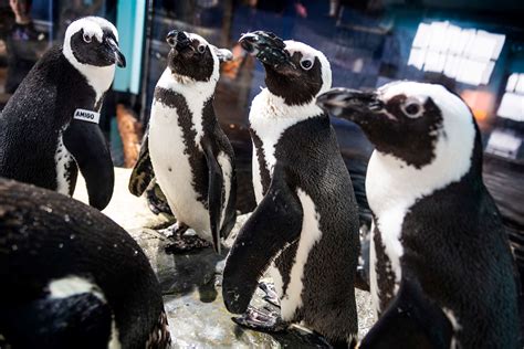 Splash Zone And Penguins Exhibit Image Gallery Monterey Bay Aquarium