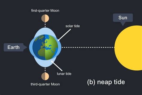 Neap Tide Click To Expand © The Open University When The Earth Moon
