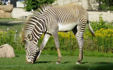 Grévys Zebra