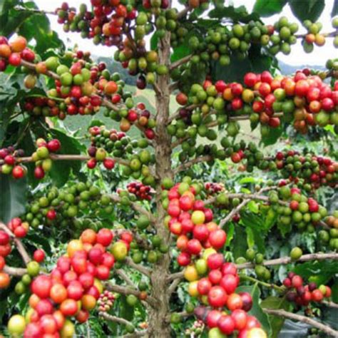 Coffee bean is a recurring character within the plants vs. Coffee Seeds - Coffea Arabica Flower Seeds