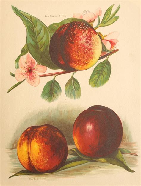 1890 Peaches Genuine Antique Fruit Plate Coloured Vintage Etsy