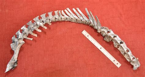 Complete Deer Spine Vertebra Spinal Column By Thecoyotewoman