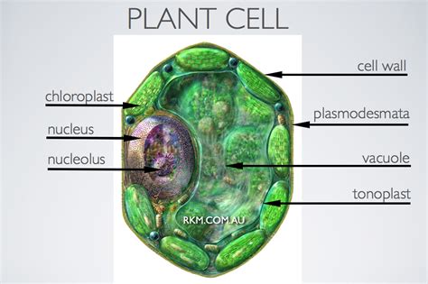 Plant Cell By Russell Kightley Media Plant Cell Cell Cell Wall
