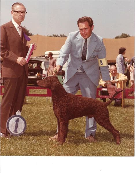 Curly Coated Retriever The Breed Archive