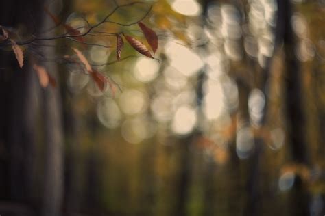 Wallpaper Fall Leaves Forest Bokeh Branches Helios Clamson
