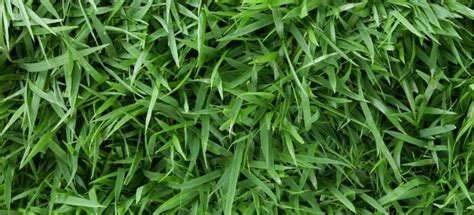 Zoysia Grass Facts Types And Maintenance Tips Fantastic Gardeners