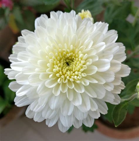 White Chrysanthemum Rgardening