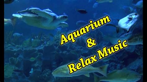 Aquarium 54 Min Full Hd And Relax Music Youtube