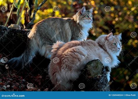 Two Norwegian Forest Cats A Female And A Male Stock Photo Image Of