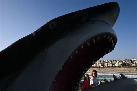 Killer Whale Encounter Half Eaten Great White Shark Found On
