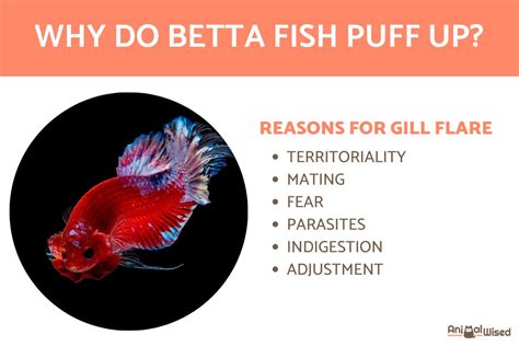Sick Betta Fish Dropsy