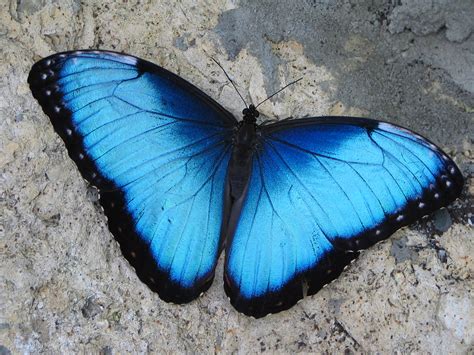 Blue Morpho At The Butterfly Rainforest Taken On 262005 Flickr