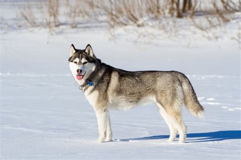 Husky Breed Of Dog In The Snow Stock Image Image Of Wild Nature