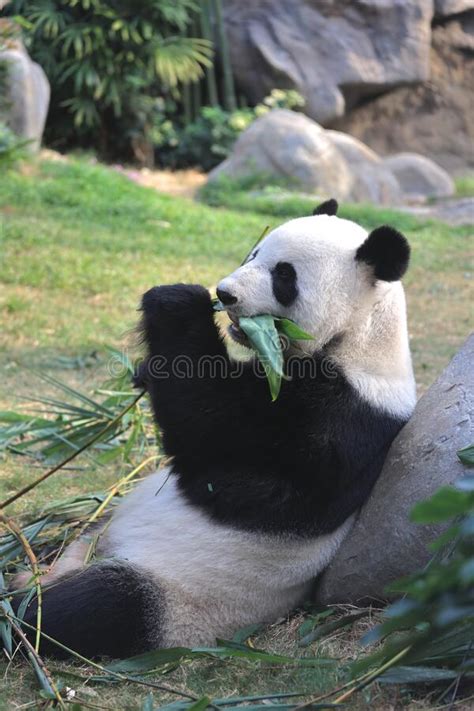 Giant Panda Bear Eats Bamboo Leaves In A Zoo In The Ocean Park 18 Nov