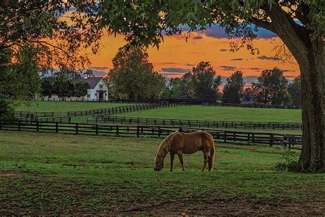 Horse Farm Sunset By Galloimages Online Horse Farms Horses Kentucky