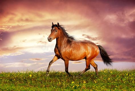 Beautiful Brown Horse Running Trot Stock Images Image