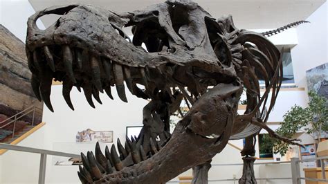 Dinosaur Skeleton Auctions Mean That Important Fossils Are Going To