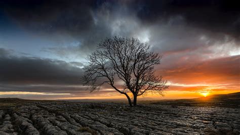 Lone Tree Wallpapers Wallpaper Cave