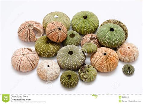 Sea Urchins Stock Image Image Of Pink Urchin Detail 34569169