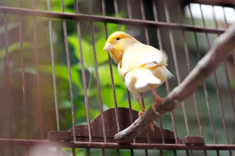 7 Fakta Menarik Burung Kenari Yang Jarang Diketahui Koran Memo
