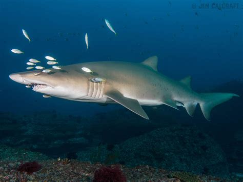 Grey Nurse Sharks The Unfortunate Victims Of Jaws The Scuba News