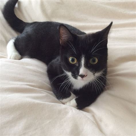 Cats all motors for sale property jobs services community pets. 6 months old tuxedo Cat for sale | London, North London ...