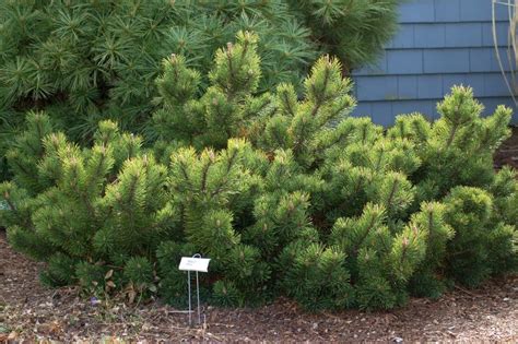 Evergreen Shrubs Planted In February For Small Gardens Prescott Enews