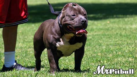 Gator pitbull, or otherwise known as the gator mouth pitbull, is actually a pitbull that is the direct do not buy from puppy mills, or from the individual who claims that they have gator pitbull for sale. Blue Pitbull Puppies, For Sale, Blue nose Pitbulls, Red ...