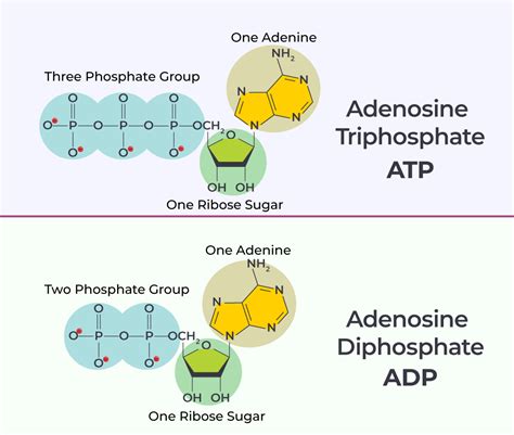 Difference Between Adp And Atp