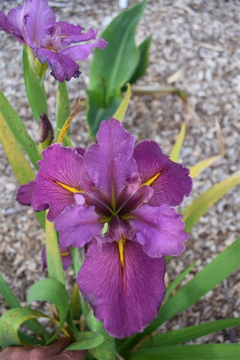 See my separate bulb list. Water Iris Louisianna NO 31 Bare Rooted - Trigg Plants