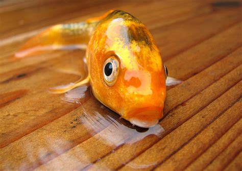 Like a foolish fish out of water | Osborne Square Church