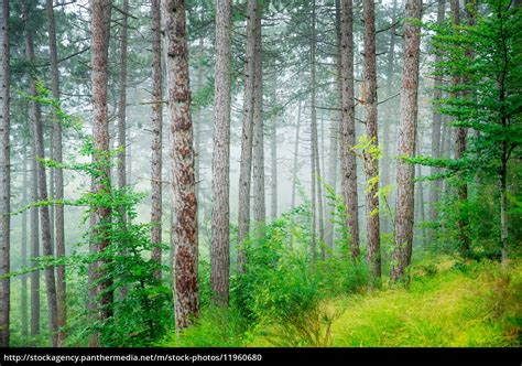 Beautiful Pine Tree Forest Lizenzfreies Foto 11960680