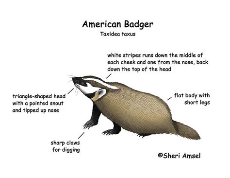 American Badger Badger American Mammals