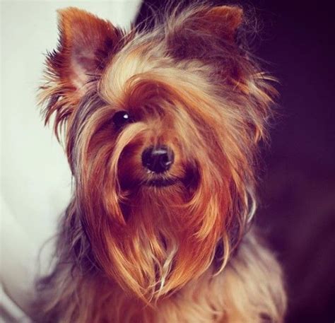 14 Things You Need To Know About Yorkshire Terriers Page 2 Of 3