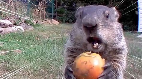Chunk The Groundhog Steals Food On Camera All Good Youtube