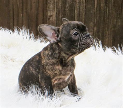 Brindle French Bulldog Facts And Pictures