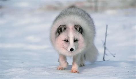 50 Fascinating Facts About Arctic Foxes 2023 Edition