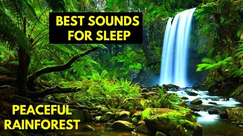 Rainforest Sounds For Sleeping 8 Hours Asmr Sleep Relaxing Jungle