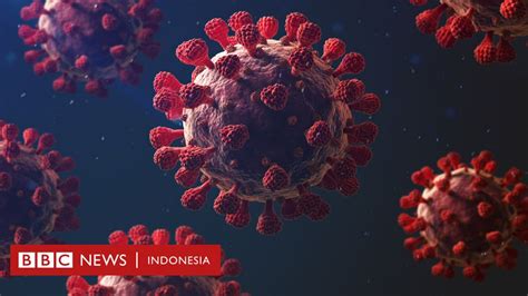Covid 19 Mengapa Virus Corona Sangat Mematikan Bbc News Indonesia