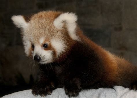 Red Panda Cubs At The Smithsonians National Zoo Photo